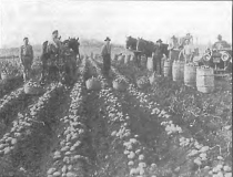 Harvesting potatoes circa 1920s